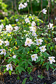 Wood anemone (Anemone nemorosa) in the spring garden
