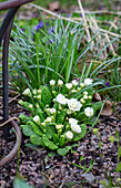 White primrose (Primula vulgaris) in the spring garden bed