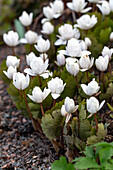 Canadian bloodroot (Sanguinaria canadensis) in the spring garden