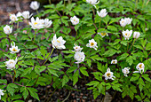 Wood anemone (Anemone nemorosa) in the spring garden