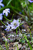 Blue liverworts (Hepatica) in the spring garden