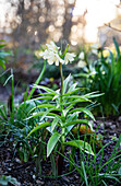 Imperial crown (Fritillaria imperialis) in a spring garden