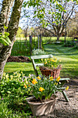 Yellow daffodils (Narcissus) in pots and plant baskets, green garden chair and trees in the spring garden