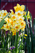Daffodils (Narcissus) in full bloom in the spring garden