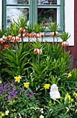 Spring garden with imperial crown (Fritillaria imperialis) and daffodils in front of a red wooden house with green window frames