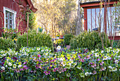 Spring garden with Christmas roses (Helleborus) in front of a red garden shed