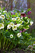 Christmas roses (Helleborus) in the spring garden