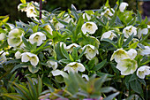 Christmas roses (Helleborus) in full bloom in the spring garden