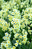 Primroses (Primula) in the spring garden