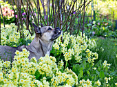 Dog in the spring garden with blooming primroses (Primula)