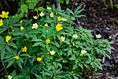Yellow anemones (Anemone ranunculoides) in the spring garden