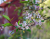 Cherry blossom branch in the spring garden