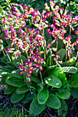 Primroses (Primula) in full bloom in the spring garden