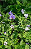 Balkan anemone (Anemone blanda) in full bloom in the spring garden
