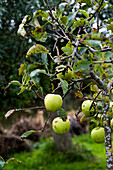 Apple tree with ripening green apples in the autumn garden