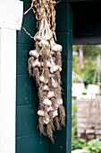 Braids of dried garlic on a dark green house wall