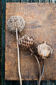 Dried seed heads of ornamental garlic and thistle on a rustic wooden board