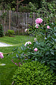 Peonies (Paeonia) bloom in the summer garden