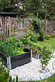Raised beds with spring vegetables in a gravel bed in the garden