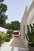 Mediterranean garden path with cacti and olive tree next to white house