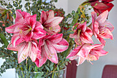 Rosa-weiße Amaryllis (Hippeastrum) mit Eukalyptus im Glasgefäß