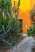 Gartenweg mit Kakteen und Agaven vor orangefarbener Wand in Marokko