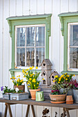Spring garden table decorated with daffodils and birdhouse in front of a white wooden house