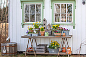 Spring garden table decorated with daffodils and primroses in front of a wooden house