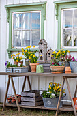 Spring flowers and birdhouses on a wooden table in front of a white house wall