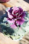 Ornamental cabbage (Brassica oleracea) with purple leaves on a wooden table