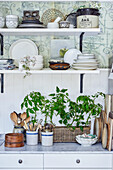 Kitchen shelf with crockery and kitchen unit with tomato plants and cooking utensils