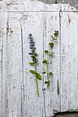 Creeping groundsel (left) and ground ivy (right) - risk of confusion
