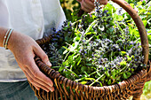 Woman with a freshly harvested flowering goutweed