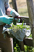 Woman with freshly picked nettles in a wire basket