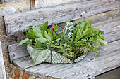 Basket of freshly collected wild herbs for the metabolism