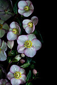  Flowers of Lenten roses (Helleborus ) arranged on a dark background 