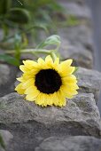 A sunflower on a stone wall