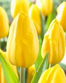 Yellow tulips ('Strong Gold')