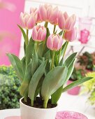 'Apricot Delight' tulips in flowerpot