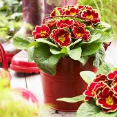 Primulas ('Eclipse Red with Rim') in flowerpot, rubber boots in background