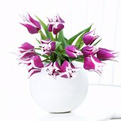 Tulips ('Claudia') in vase