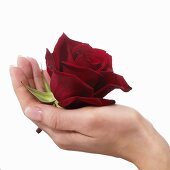 Hand hält rote Rose