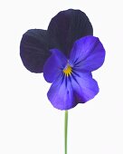 Hornveilchen (Viola cornuta) 'Sorbet Black Duet'
