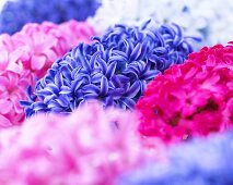 Hyacinths in various colours