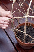 Hands tying twine to willow rods to make a small plant support in terracotta pot of soil