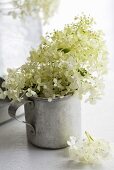 White hydrangea flowers in tin mug