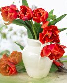 Red tulips, variety: Lapin Ruska, in a vase