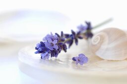 Lavender and shells