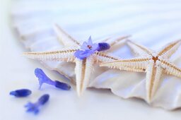 Starfish with lavender flowers on a scallop shell
