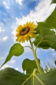 Eine Sonnenblume am Feld